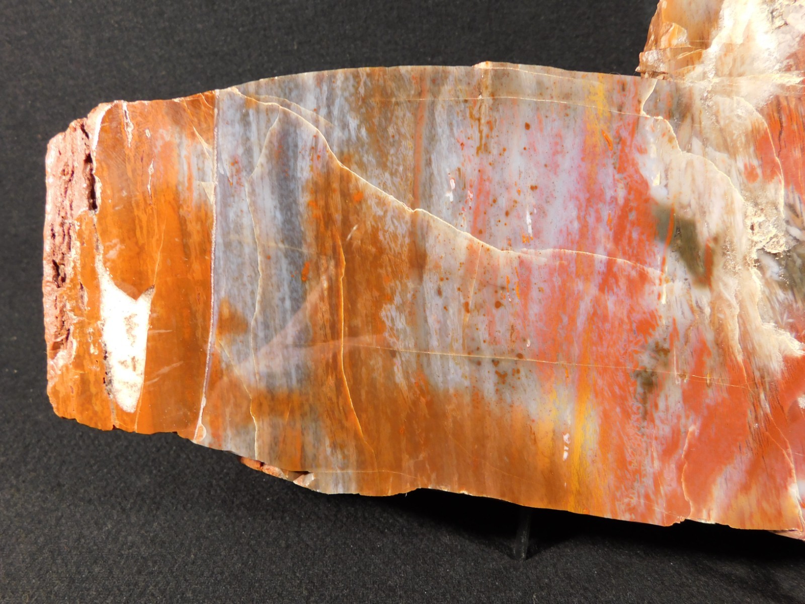 Nice BARK! BIG Polished Petrified RAINBOW WOOD Fossil Arizona 2313gr