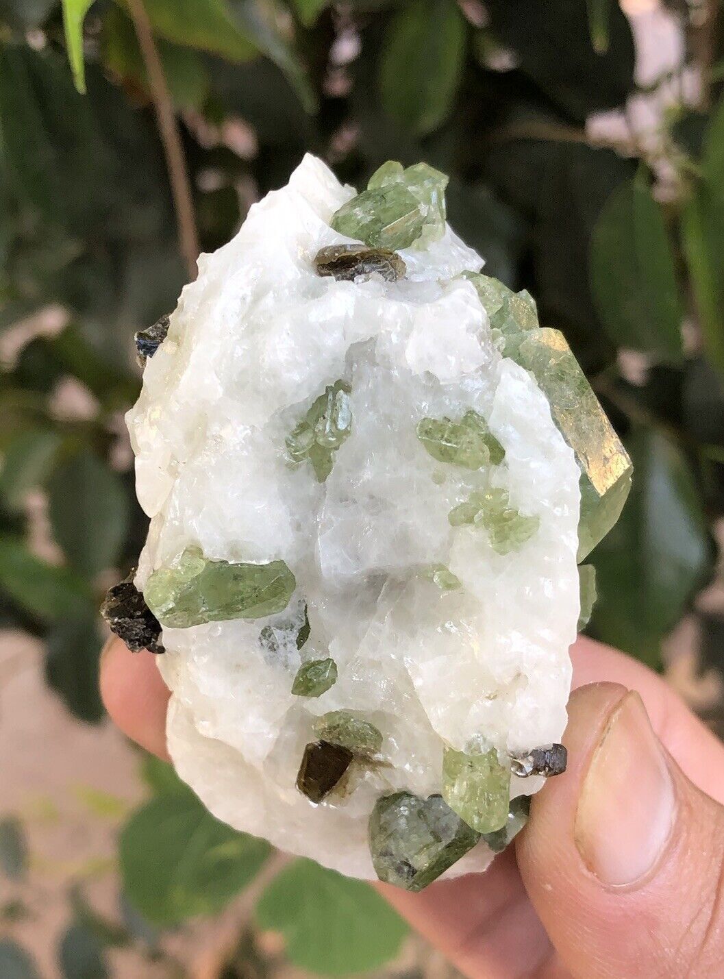 Natural rare green diopside crystals on white calcite with brown phlogopite