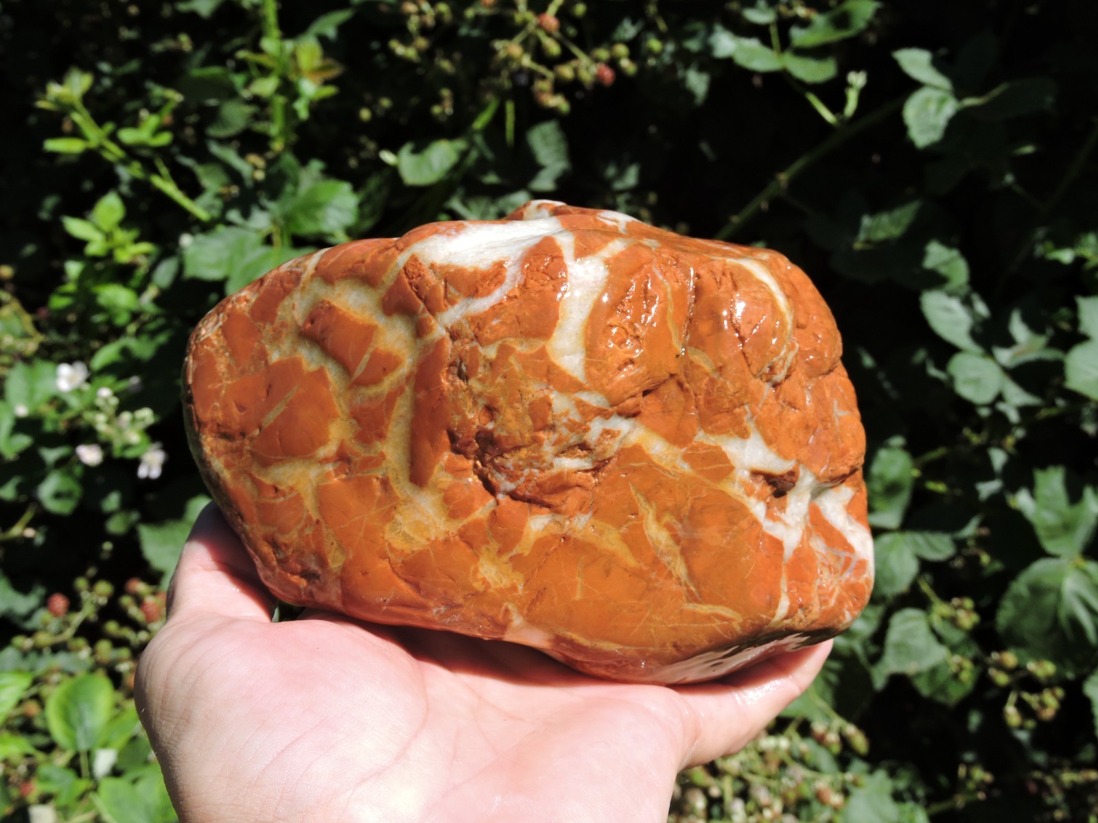 High Grade Whole OREGON Marbled Jasper Nodule (5Lb+) ORANGE Brecciated Jaspagate