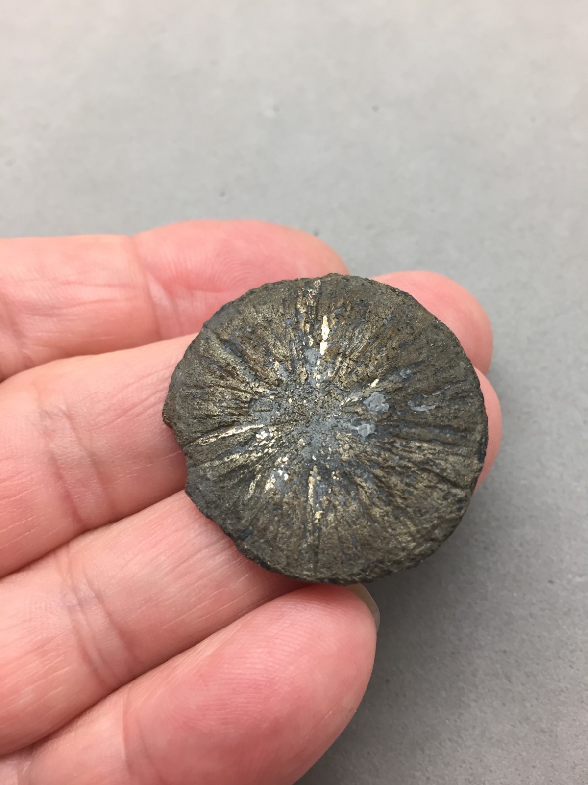Pyrite Sun Miners Dollar 1 1/4″ Southern Illinois Coal Mine Mineral Specimen IL