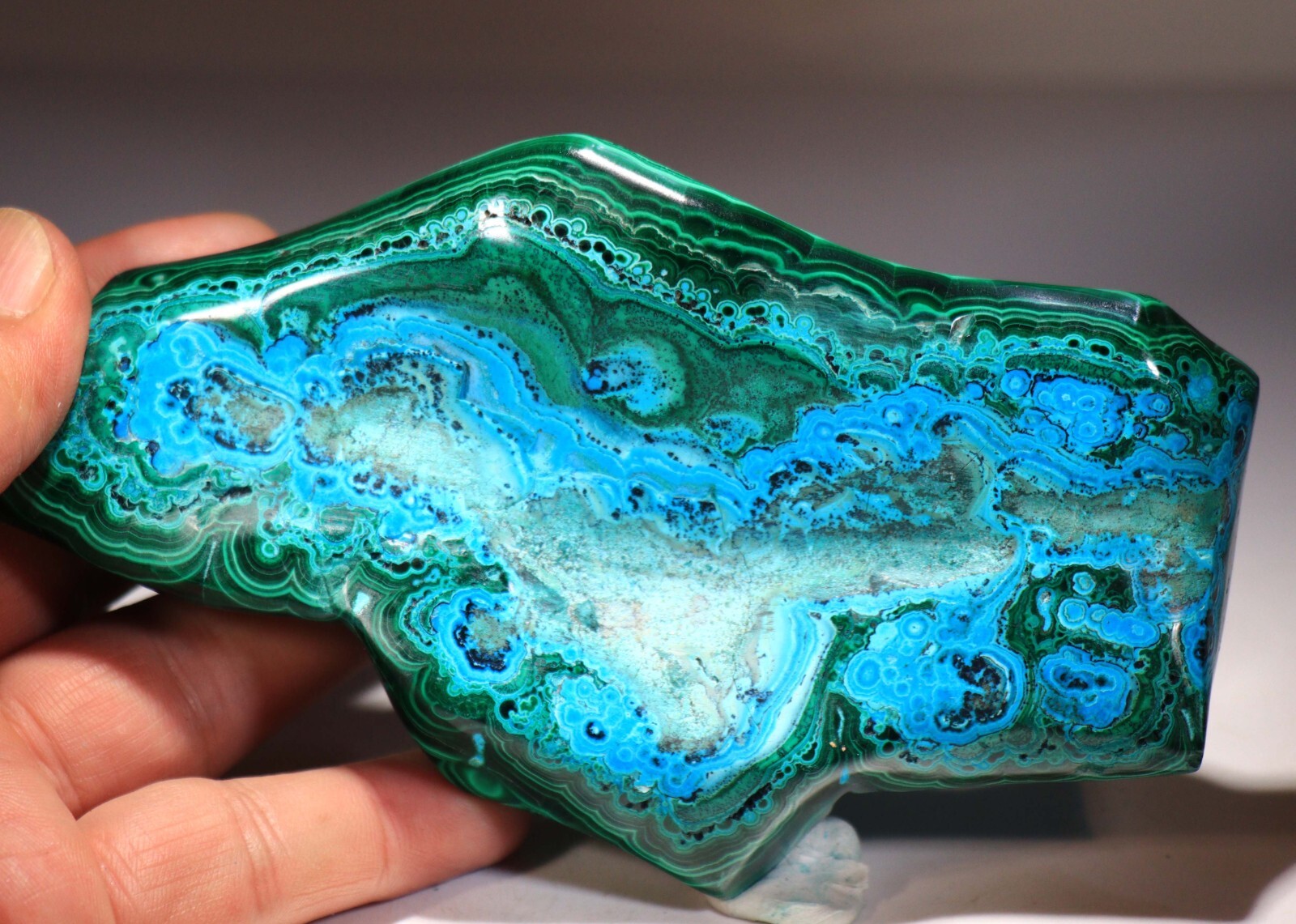 5.25″ Top Quality Vivid Green Malachite w/Blue Chrysocolla , Congo! CR115