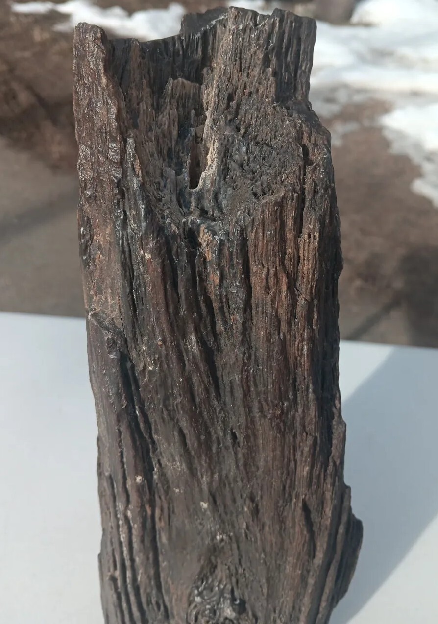 Petrified Iron Wood Fossil Tower Twistes Knots Holes Rings 10 3/4lb Display Rare