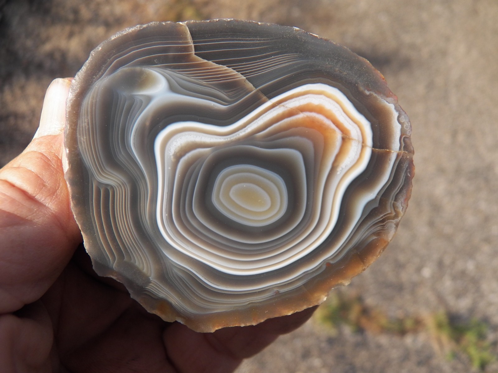 East Timor agate collector specimen mirror polished very nice
