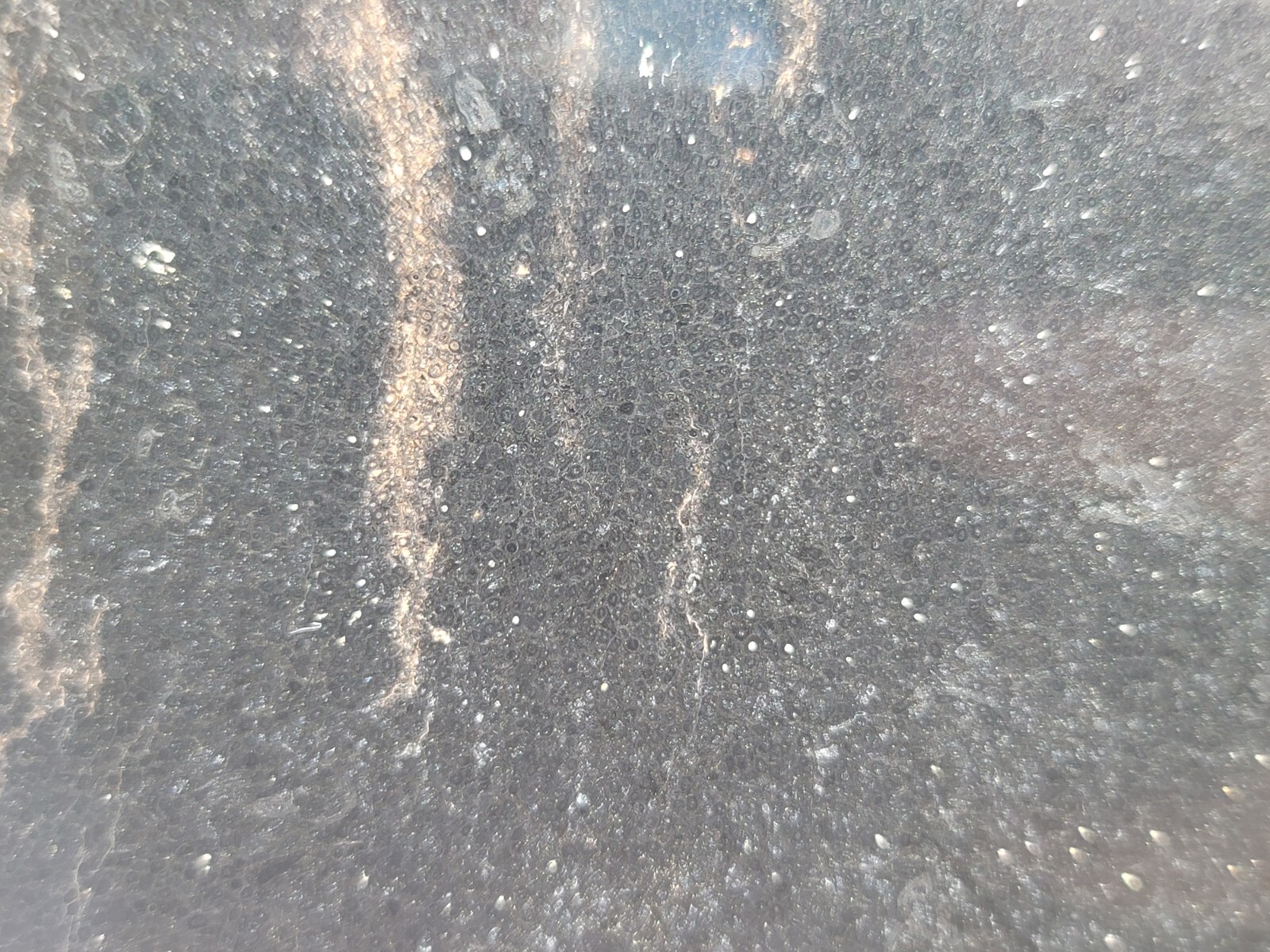 Tempskya Fossil Fern Polished Slab Utah