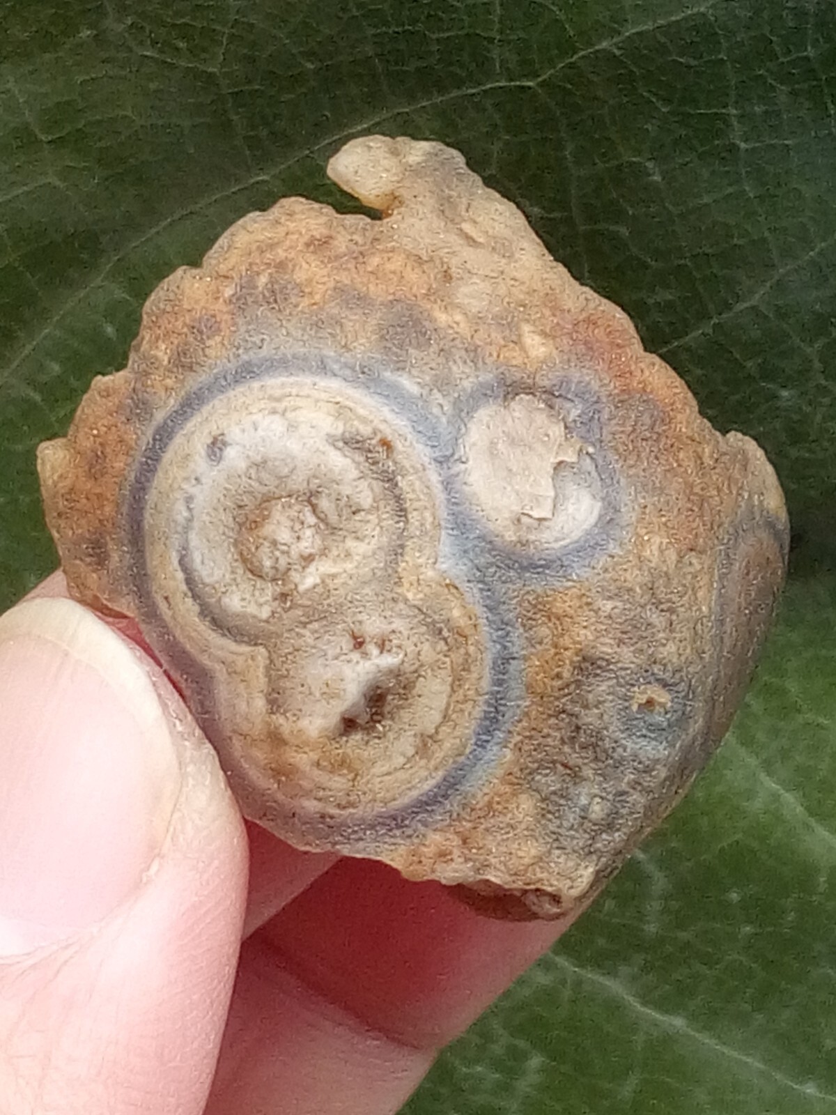 36mm Natural Gobi agate eye agate stone Suiseki-viewing collection china