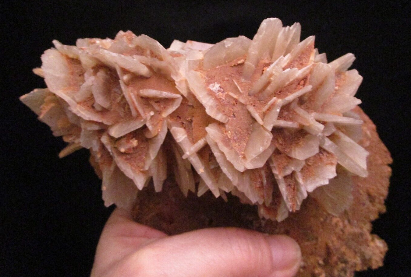 * Interesting and Unique Barite Gem Crystal Blade Clusters on Tan Matrix