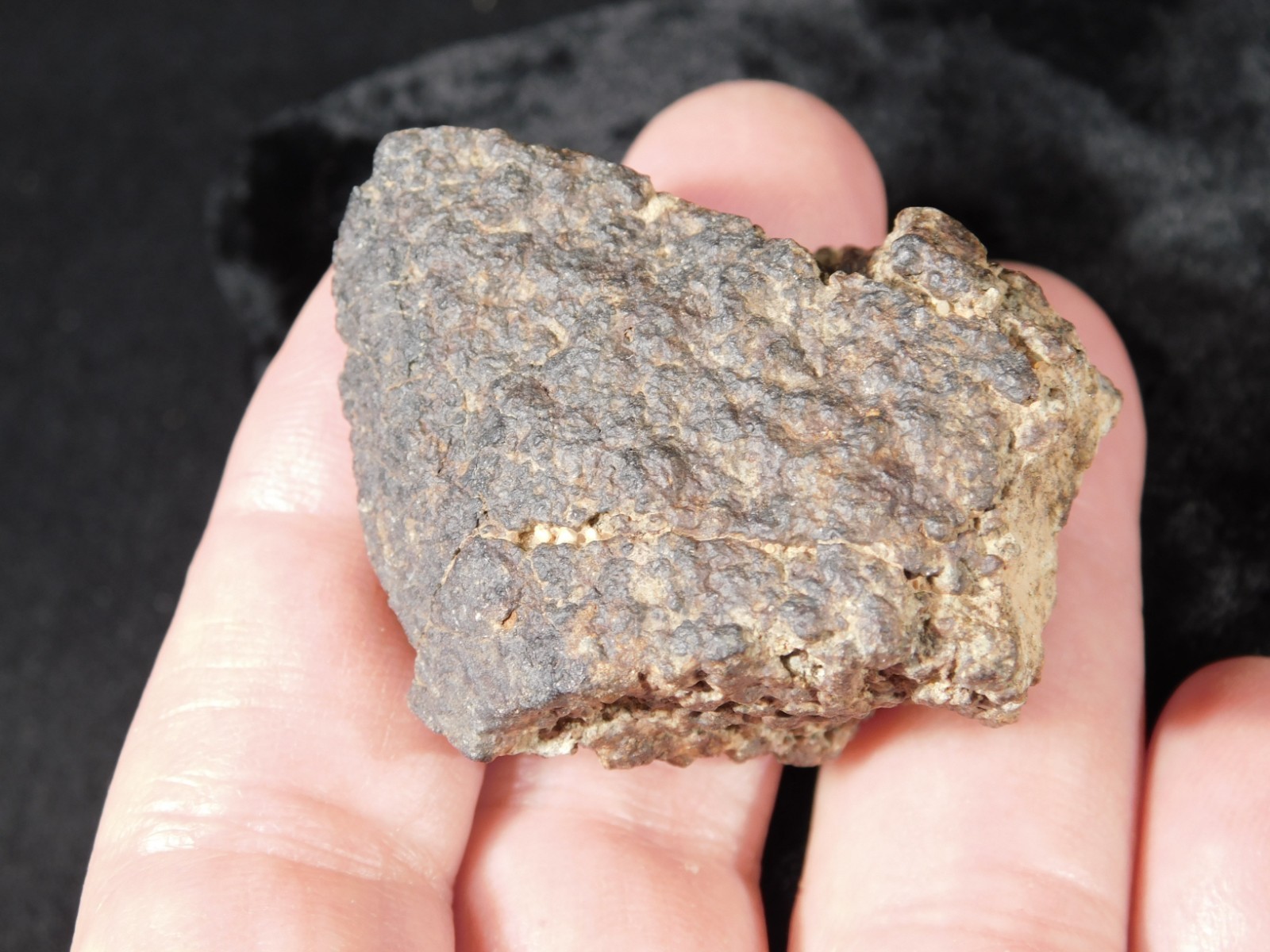 Classified NWA 8245 METEORITE 100% Natural FELL in Erfoud, Morocco 65.9gr
