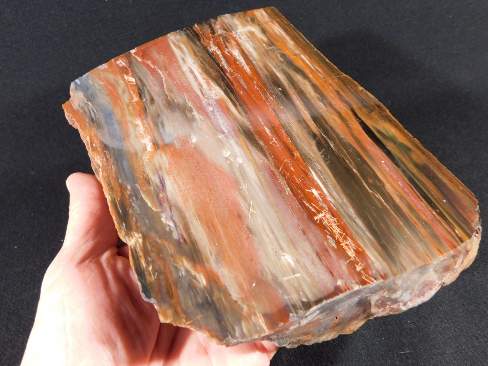 Big! 210 MILLION Year Old! Polished Petrified RAINBOW WOOD Fossil Arizona 1960gr