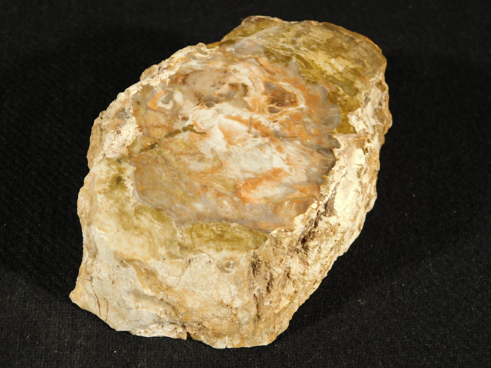 Nice BARK! 225 Million Year Old! Polished Petrified WOOD Fossil Madagascar 395gr