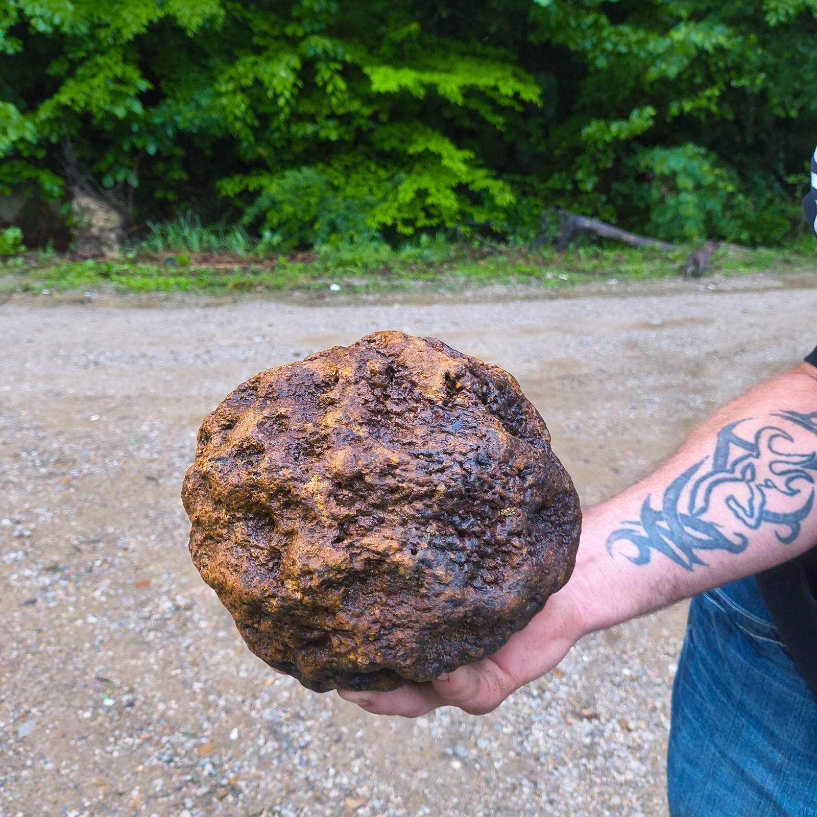 HUGE 16.67 LB Kentucky Geode 24″ Circumference Uncracked Potential Hollow Rock