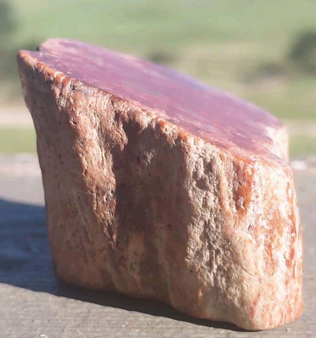 Polished Petrified Arizona Rainbow Wood Full Round Limb Tower Stands 2 Ways Red
