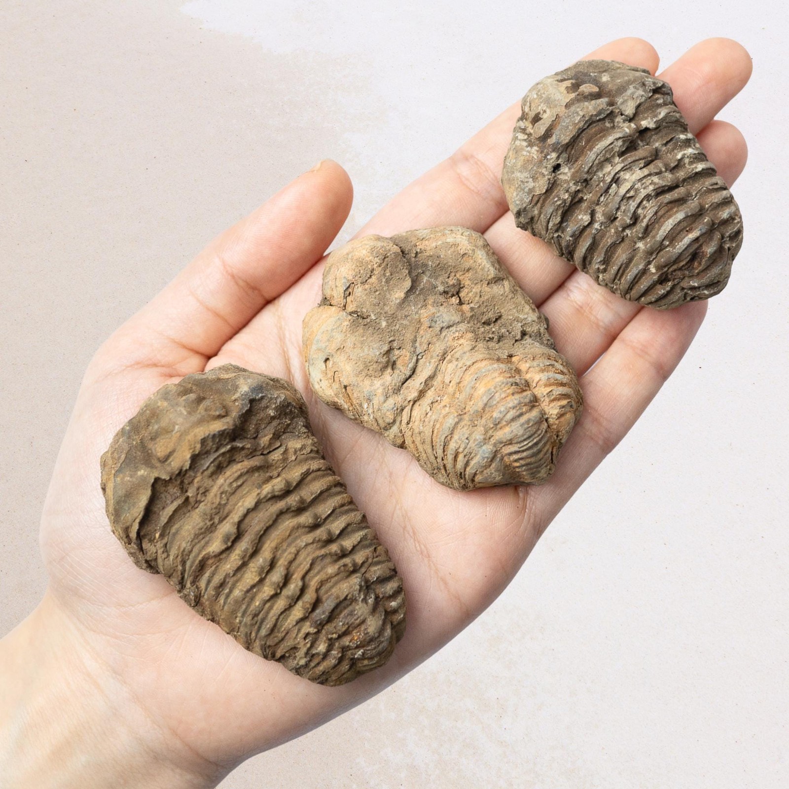 Trilobite Fossil Natural Ancient Specimen Prehistoric Marine Collector Gift