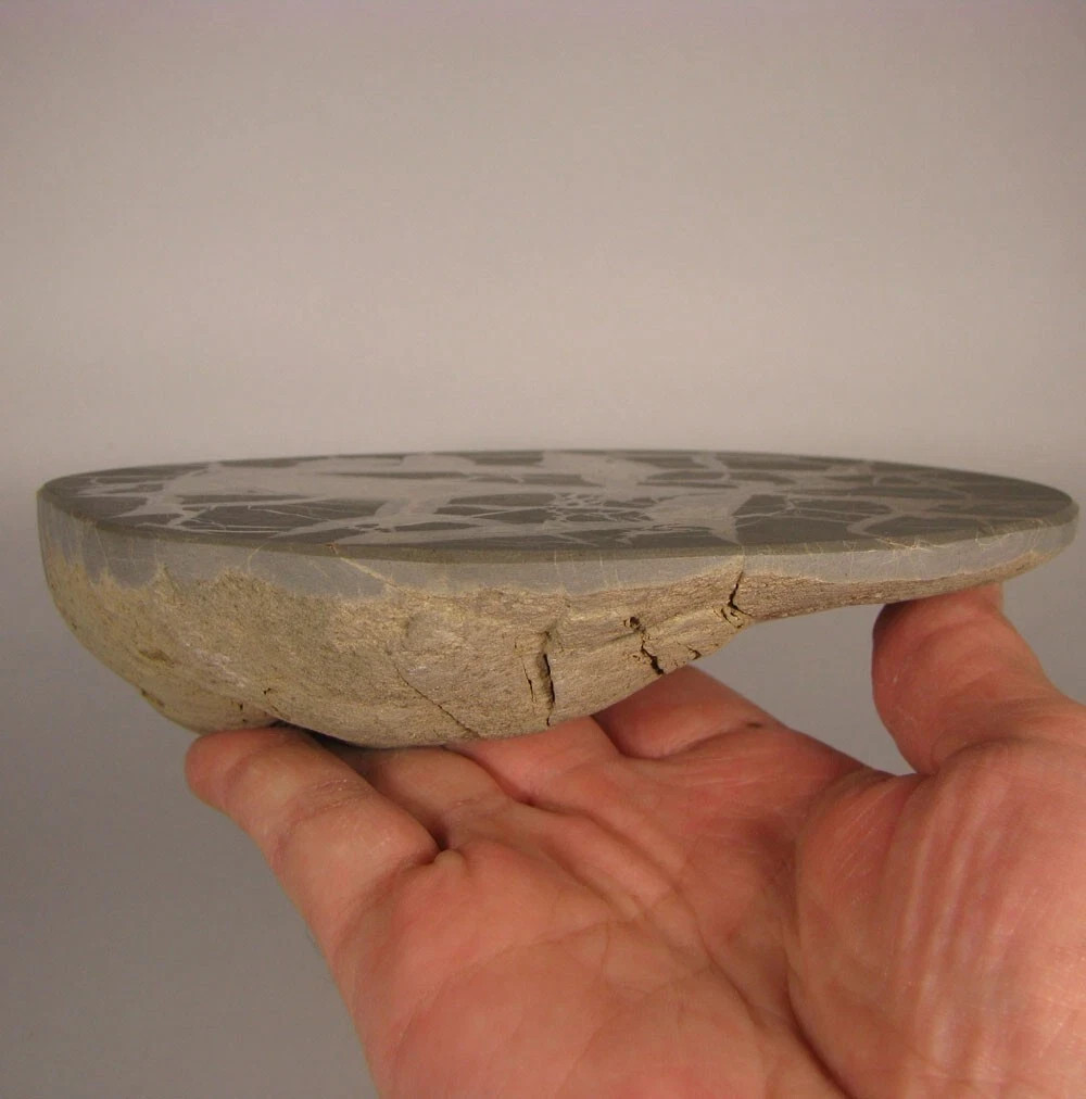 6″ Polished SEPTARIAN GEODE End Slab – Utah – 1.7 lbs.