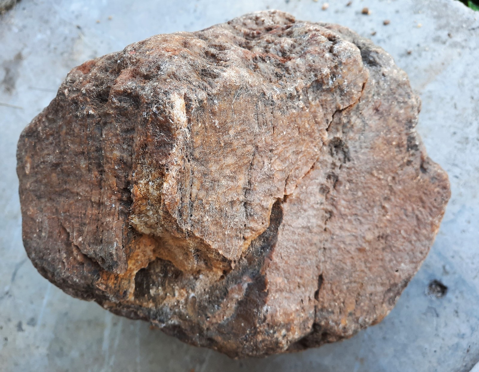 Giant Brown Calcite Geode with Crinoid Fossils. Southern KY. 9X8X8″, 17.2 LBS