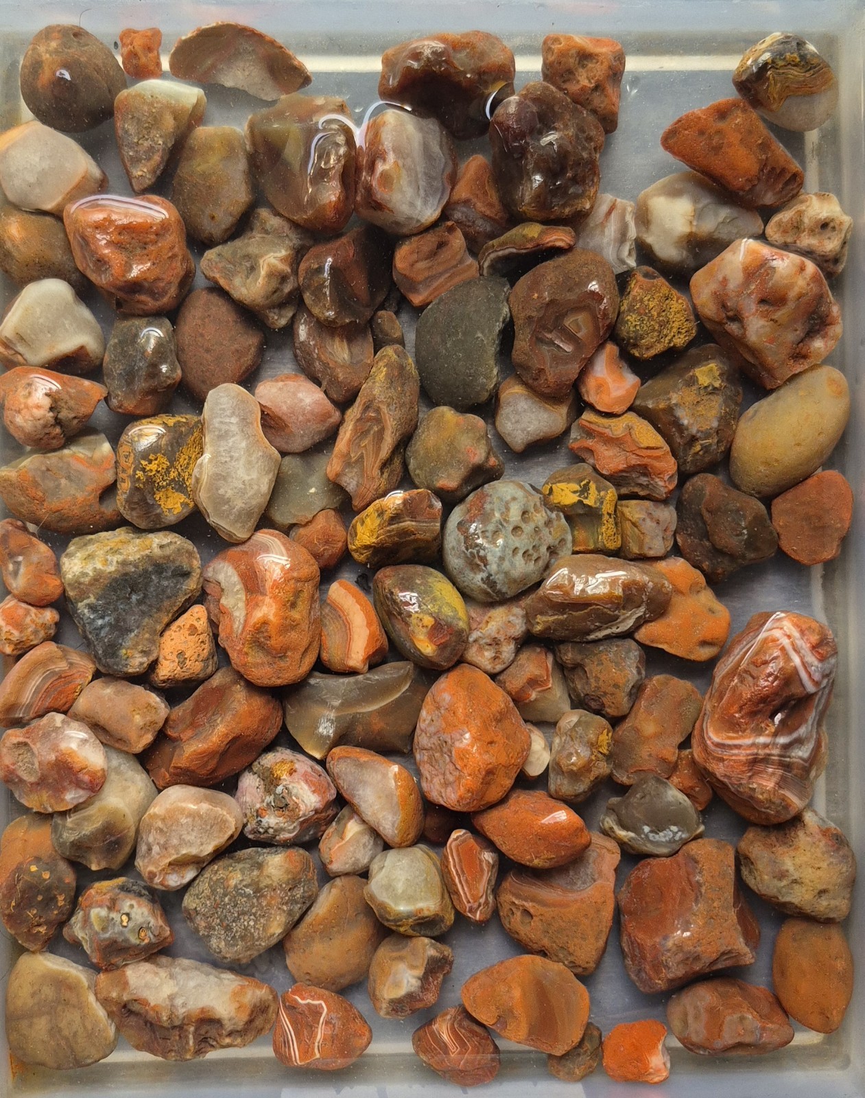 5lb Lake Superior Agates