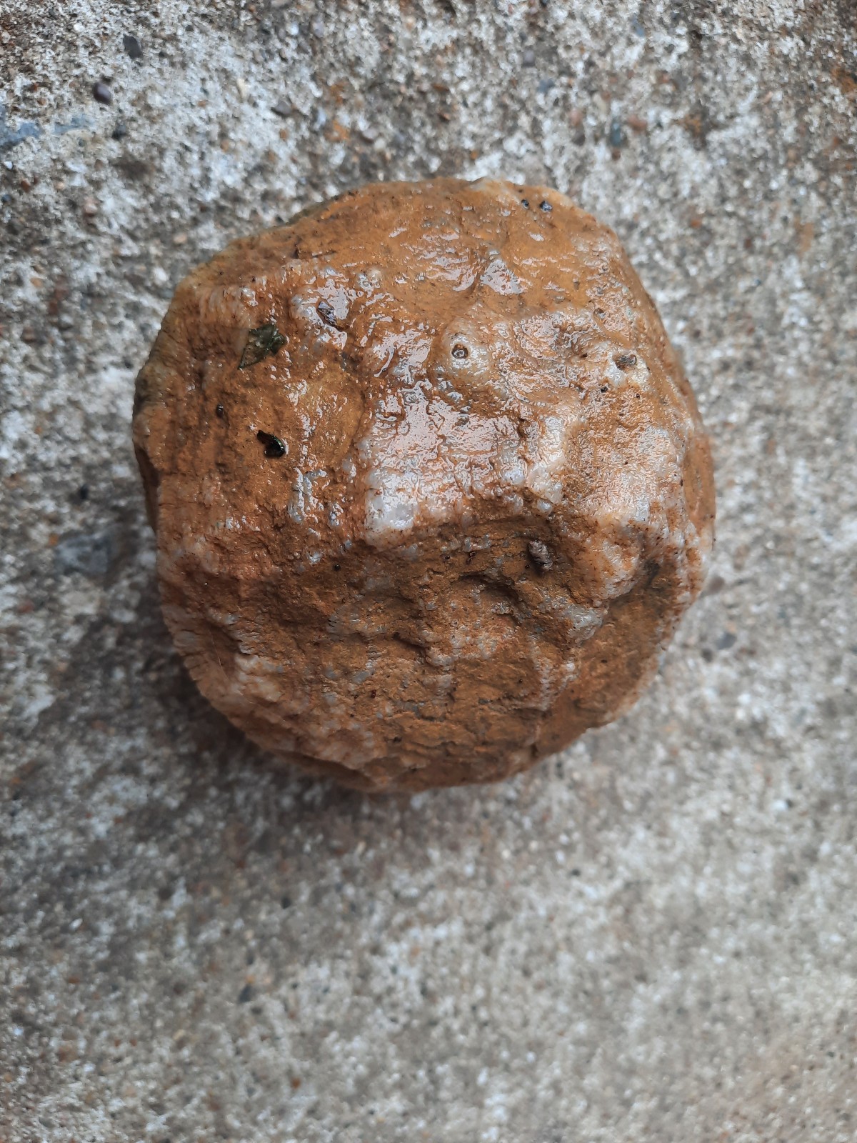 4″ Unopened Southern Kentucky Rattler Geode. 1 Pound