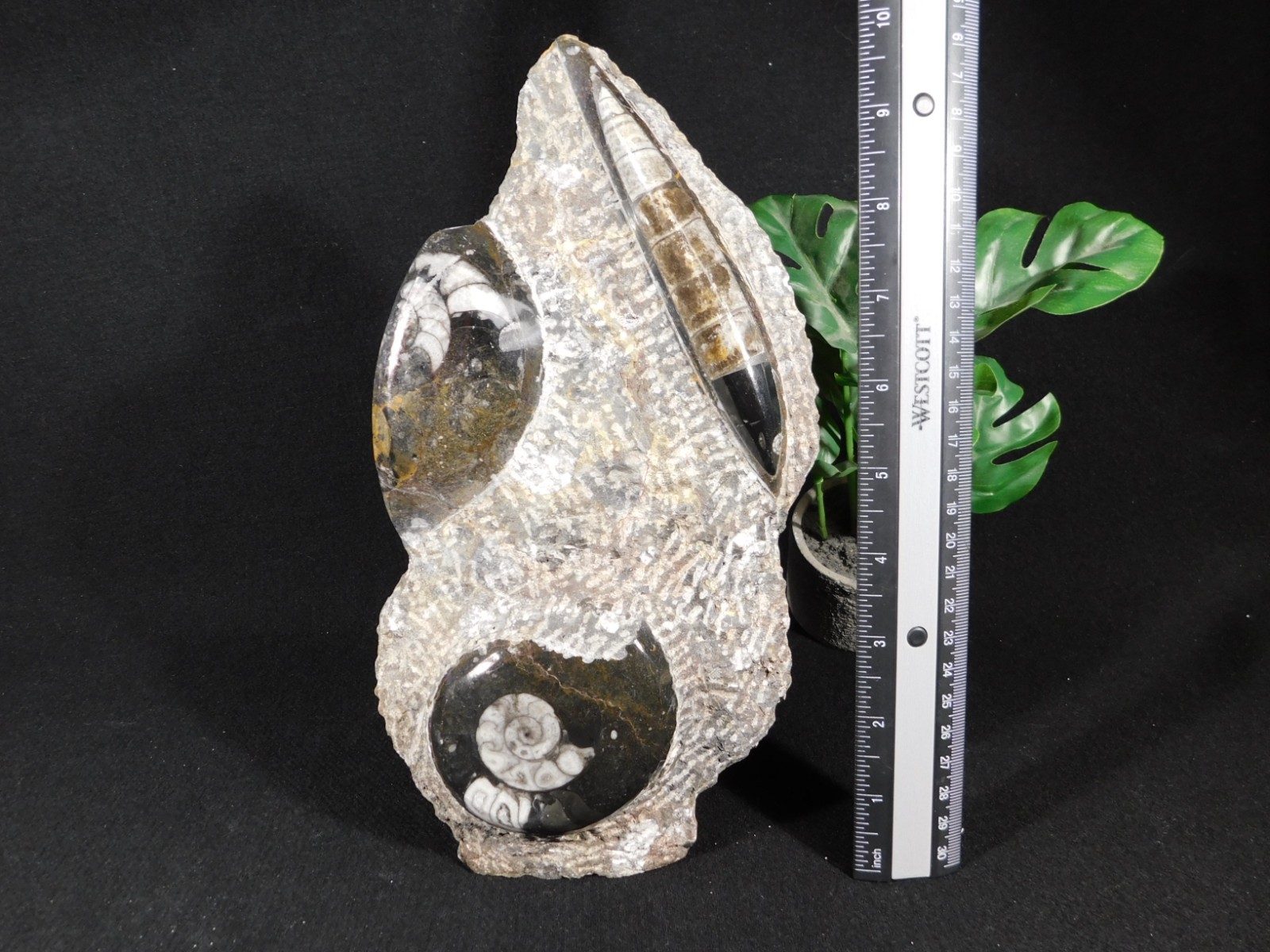 TWO! Polished Goniatite Fossils and an Orthoceras Fossil in Big Matrix 1661gr