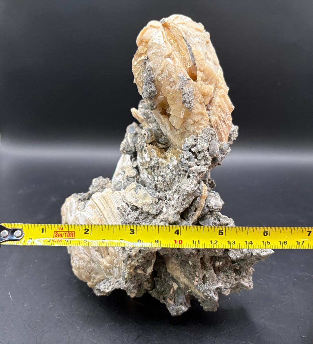 Premium Calcite Clam Fossil Cluster 8″ in Matrix – Cut Display Base – OTS