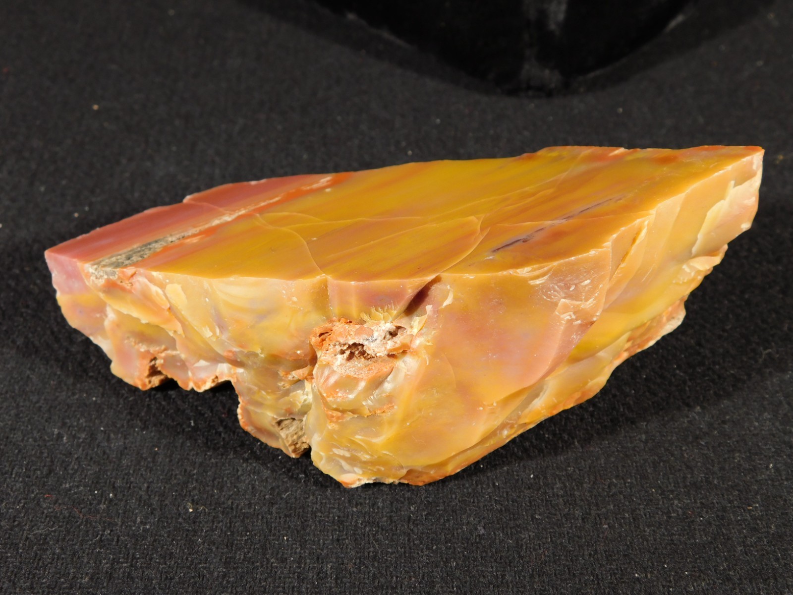 Polished Deep Yellow/RED Petrified RAINBOW WOOD Fossil End Cut Arizona 309gr