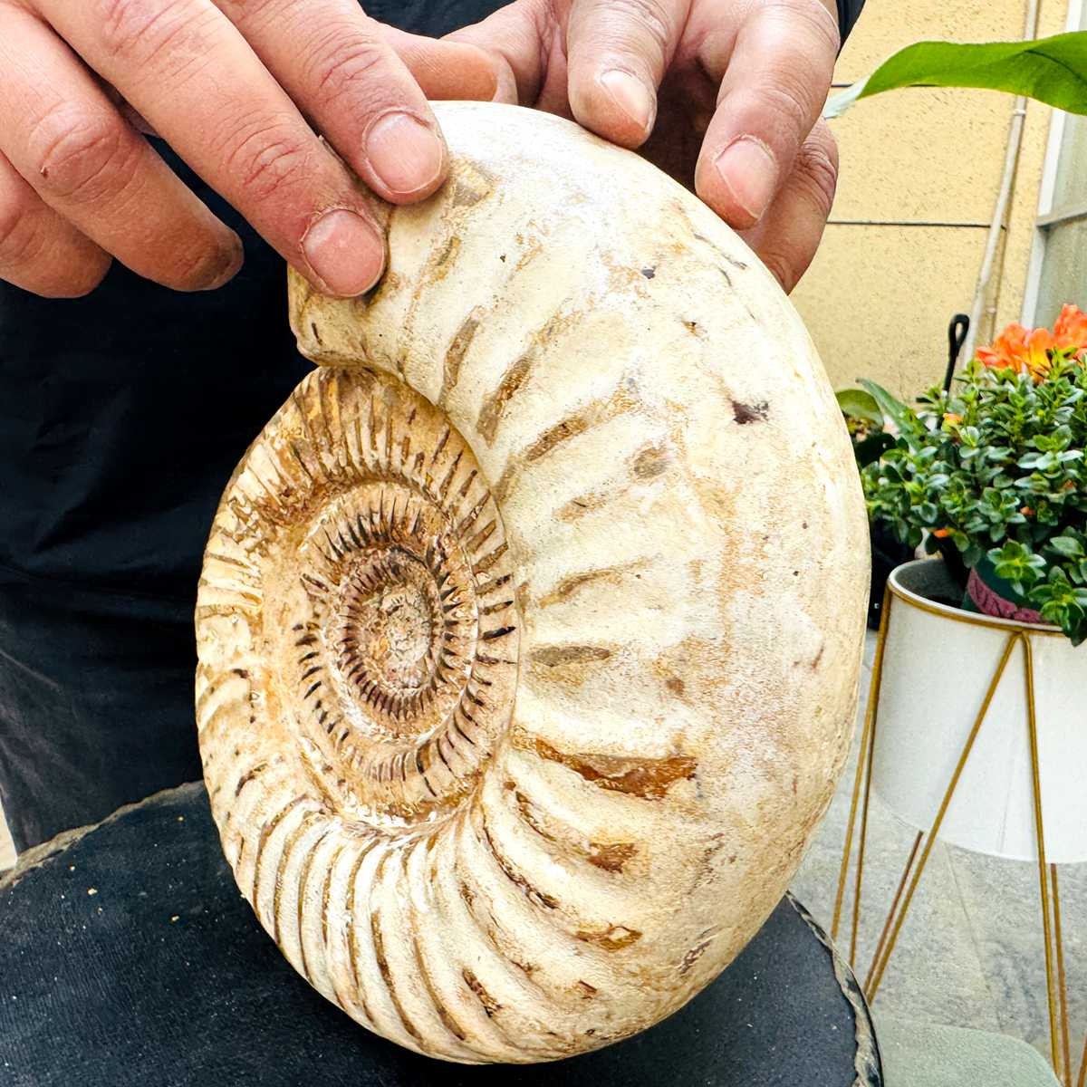 5.25LB Rare Large Natural Polished Natural Conch Fossil Specimens of Madagascar