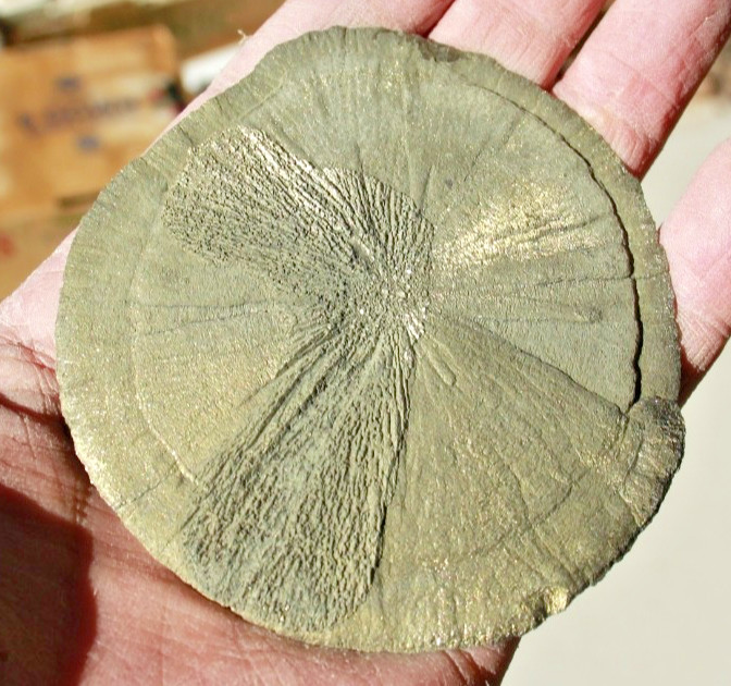 Large Pyrite Sun Dollar • 3.75″ Diameter • 152 grams