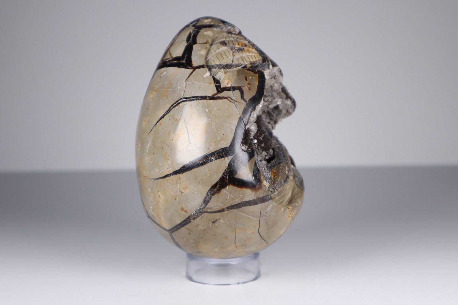 Huge Septarian Dragon Egg 4.3lb Calcite Crystal Cave Fossil Shell Display Stone