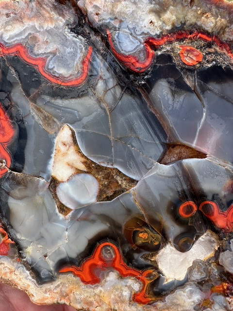 8 1/8”__Beautiful Imperial Kentucky Agate Slab from Estill County