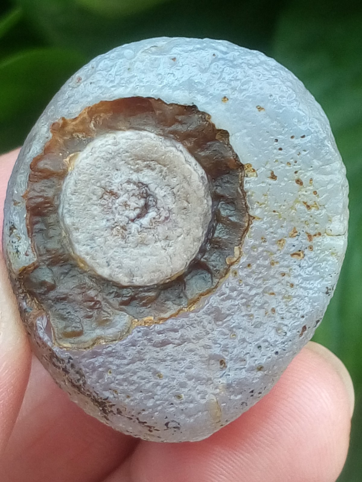 36mm Beautiful Natural Gobi agate eye agate stone collection