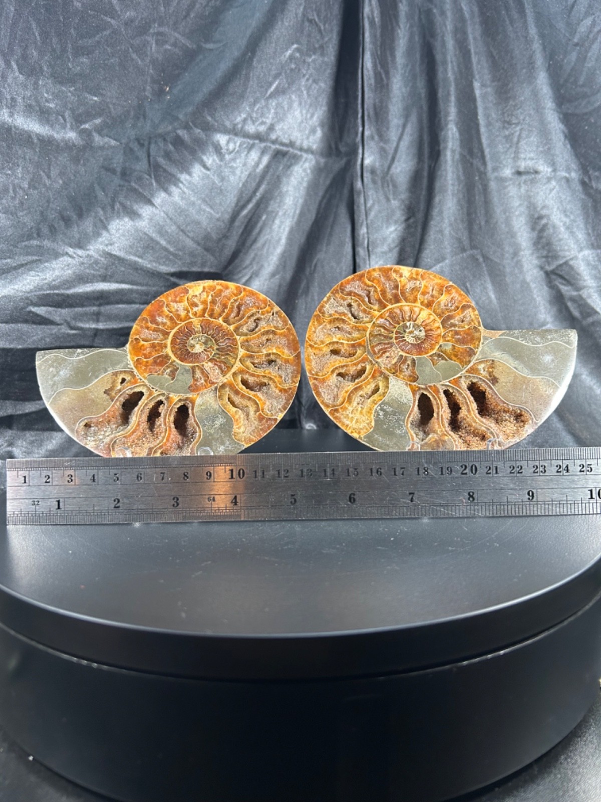 5.44″ Bookend Sliced Ammonite With Acrylic Stands 1lb 1.3 oz (190 grams)