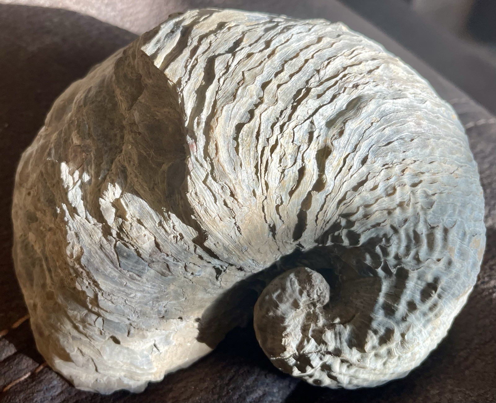 Giant Fossilized Oyster 1/2 Of The Shell 5” 3/16 L x 5” 15/16 L x 2 15/16 W