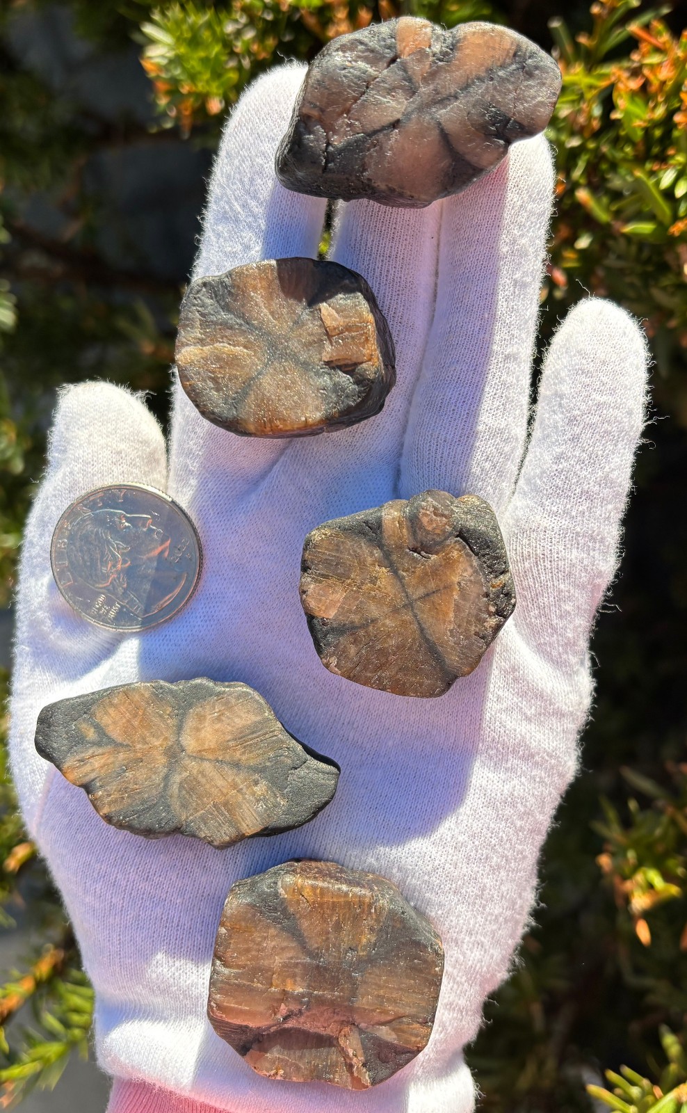 182g LOT THICK CUT CHIASTOLITE ANDALUSITE ROUGH LARGE-R SPECIMENS CROSS STONES