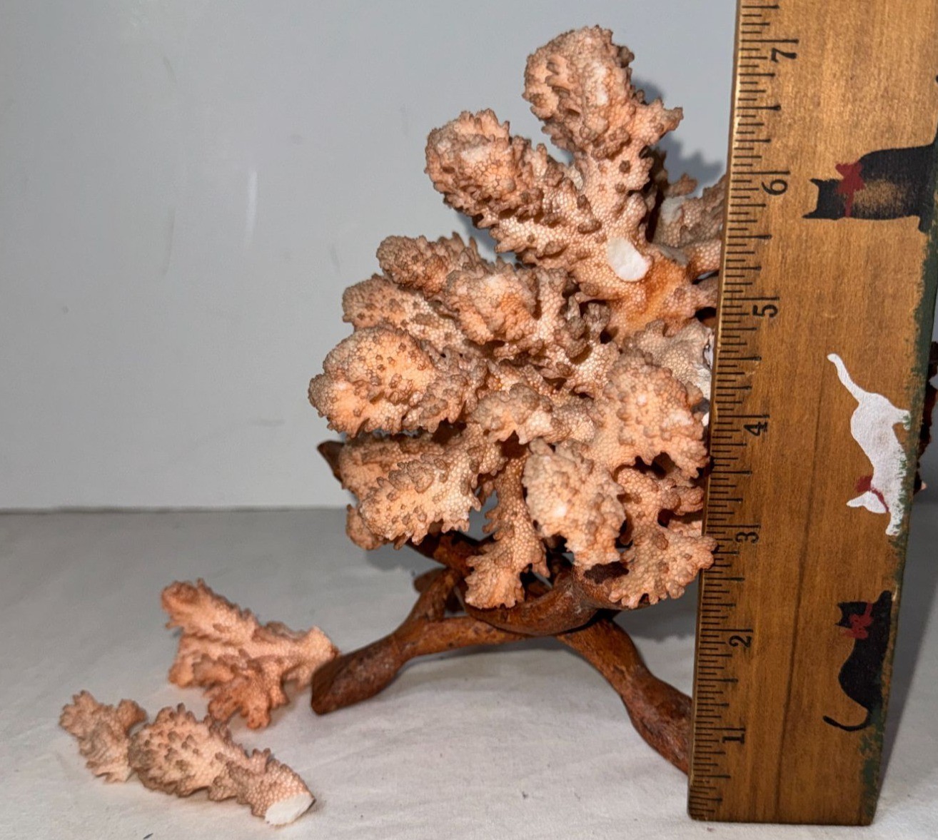 Large Pink Coral Specimen On Foldable Wooden Stand 9.5 Inches