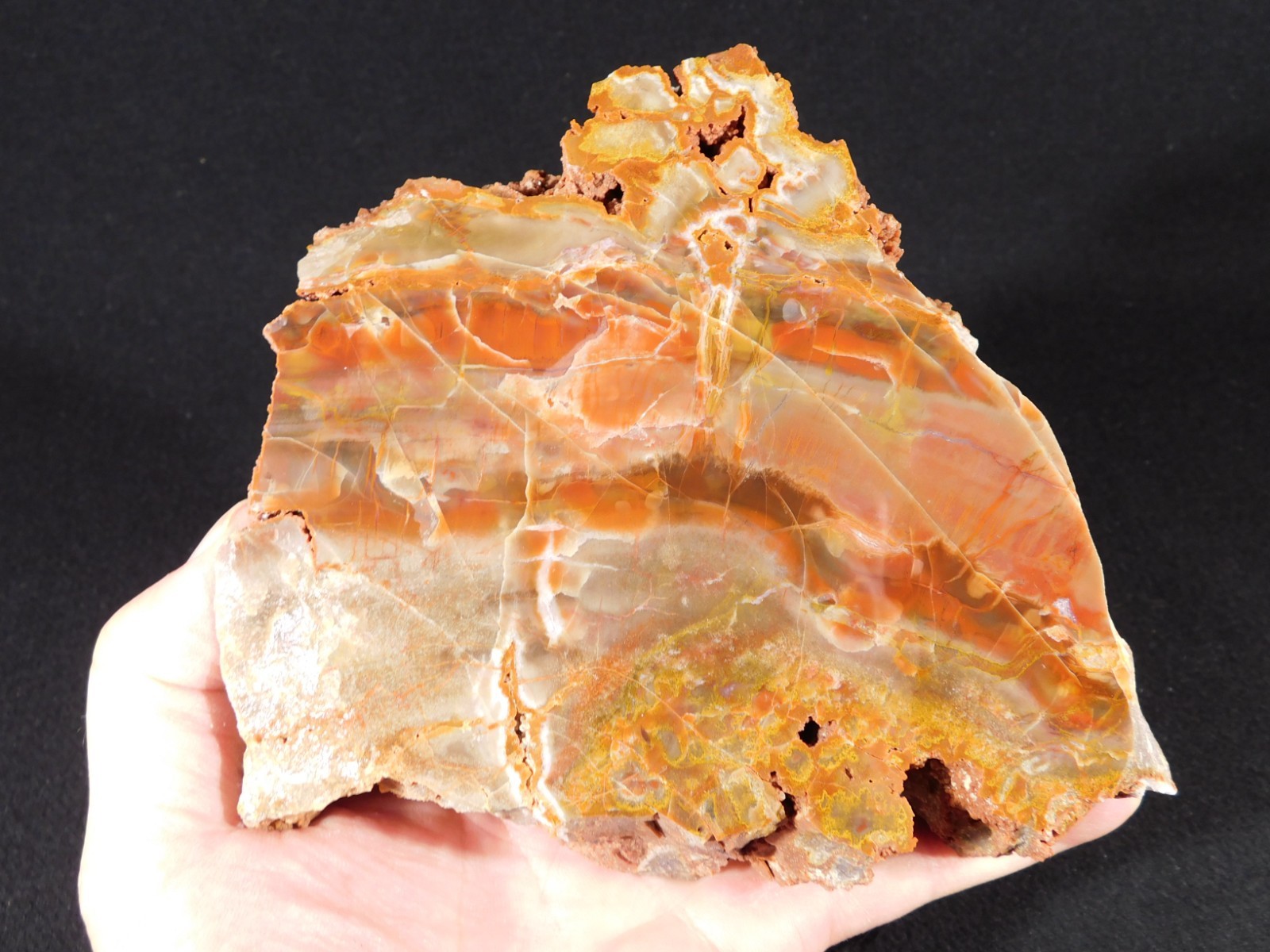 Larger! Colorful Polished Petrified WOOD RAINBOW Fossil Slab Arizona 1135gr