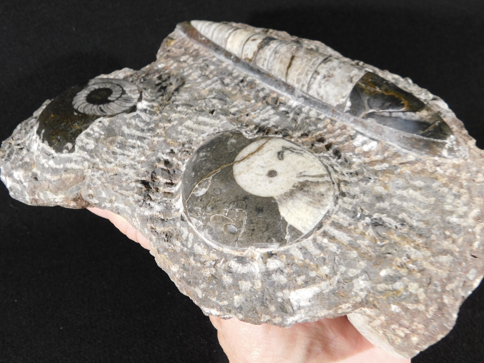 TWO! FREE Standing Polished Goniatite Fossils and an Orthoceras Morocco 1838gr