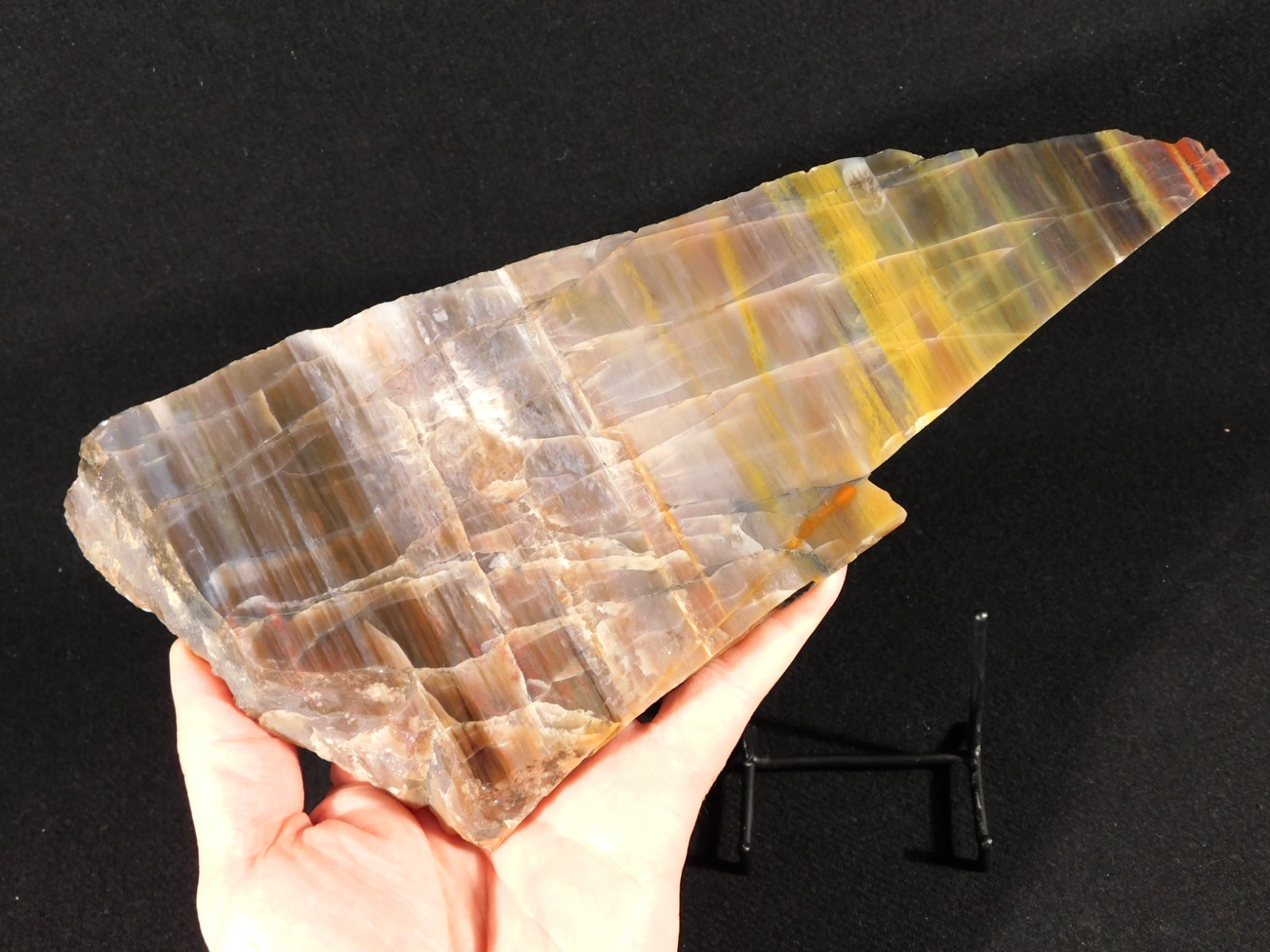 Larger 210 Million Year Old! Polished Petrified WOOD Fossil Slab Arizona 925gr