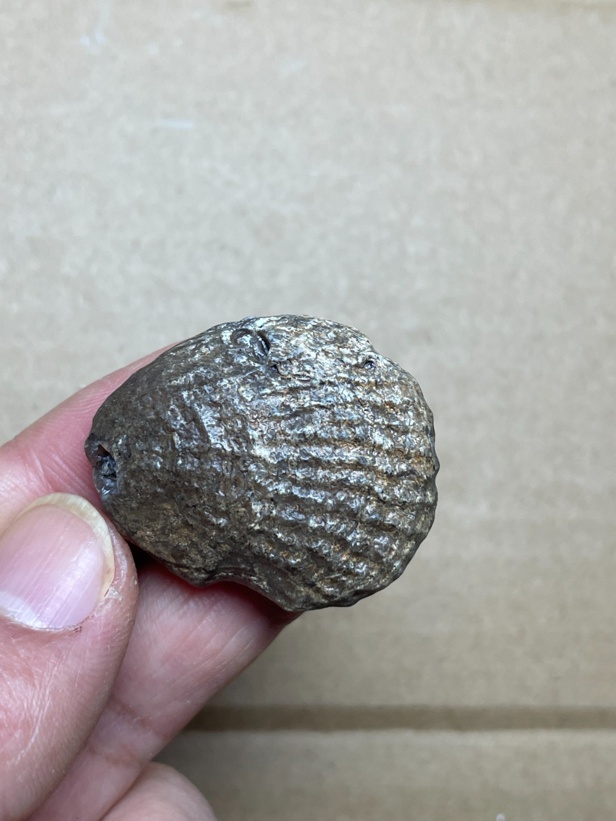 5 pieces Beautiful shell Landscape stone