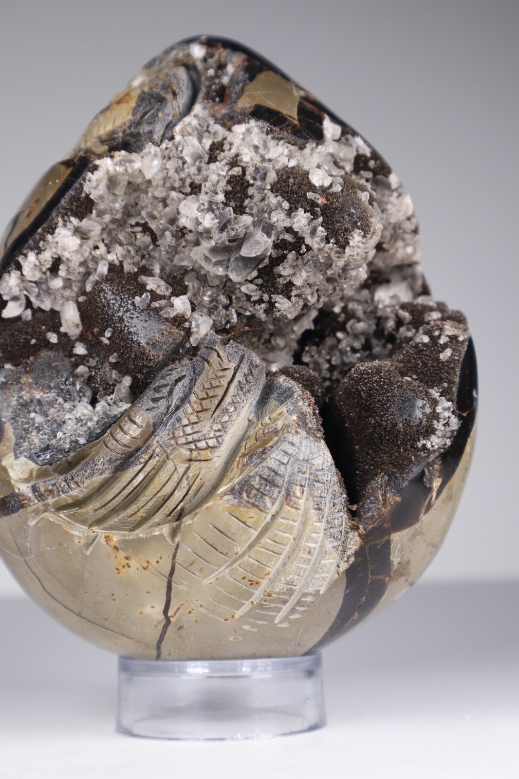 Huge Septarian Dragon Egg 4.3lb Calcite Crystal Cave Fossil Shell Display Stone
