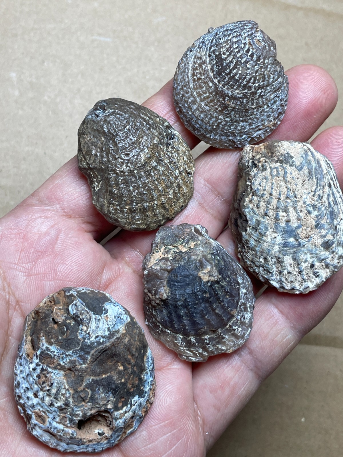 5 pieces Beautiful shell Landscape stone