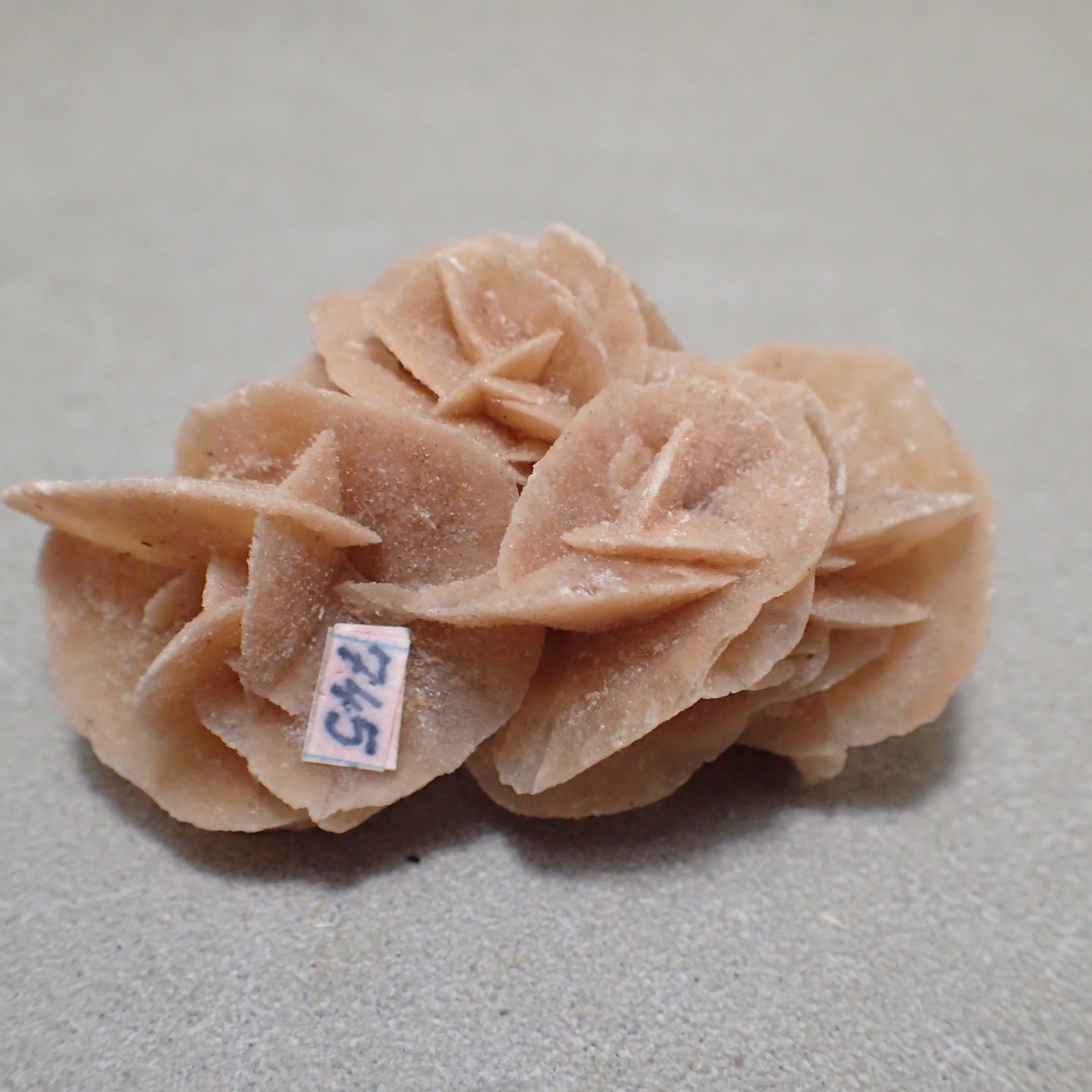 Gypsum var. Selenite, Chottel Djerid, Kebeli Gouernorate, Tunisia