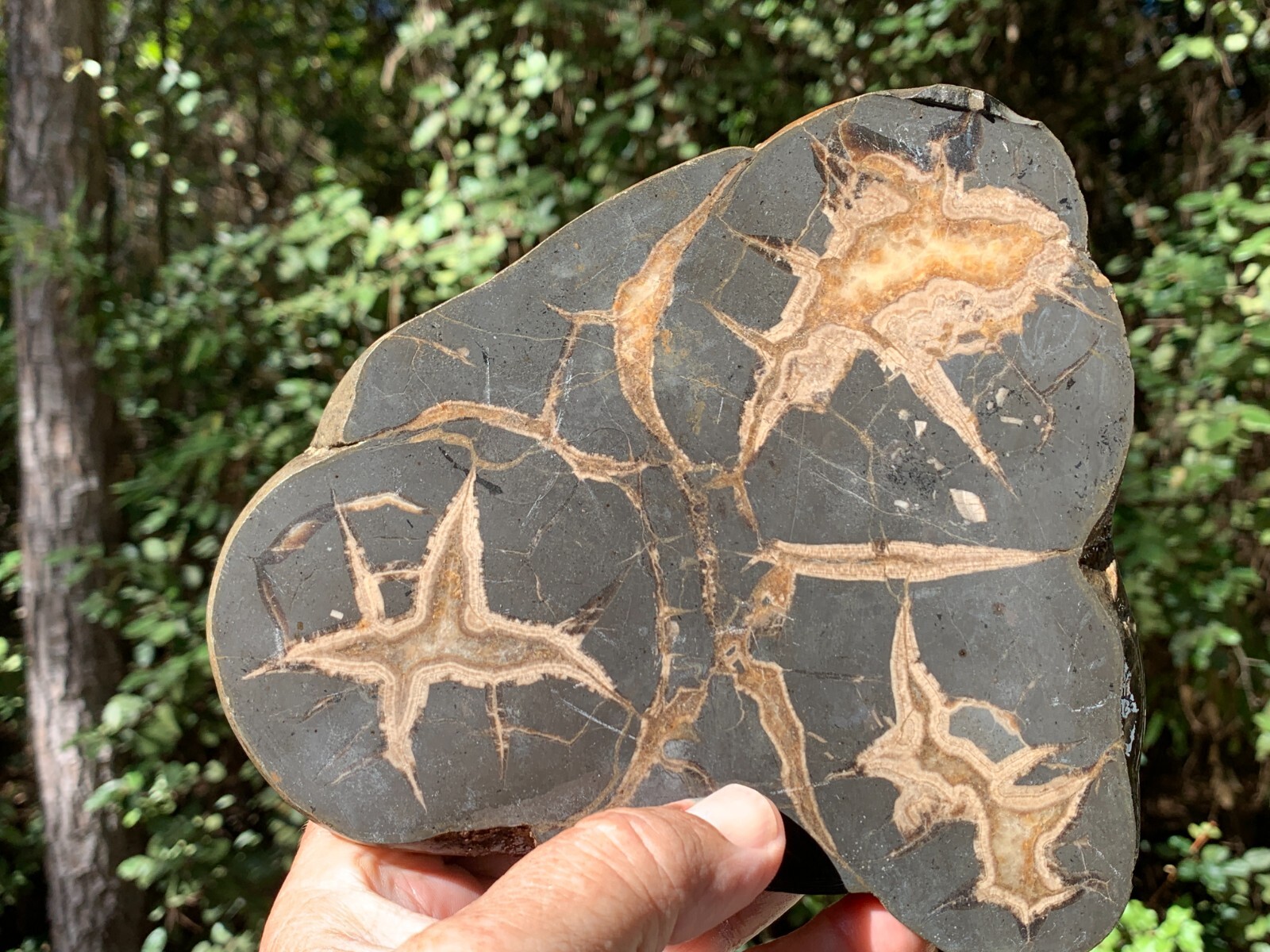 ☆4.7LB (2100Gr) 7 Inch Septarian TRIPLE Nodule 1/2 Geode Mineral from Utah☆722