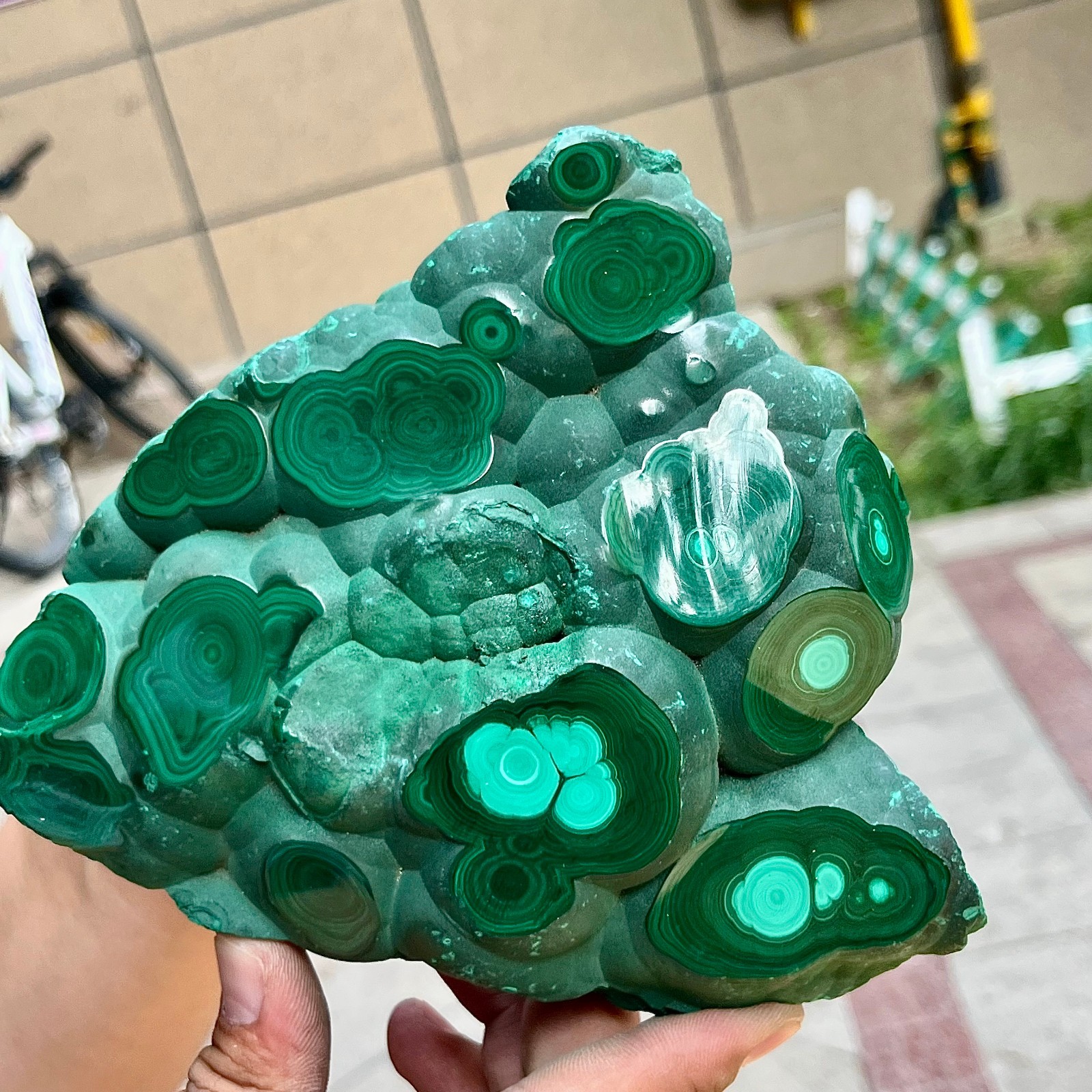 2.2 lb Eye Pattern Malachite Partially Polished Freeform Raw Back Specimen