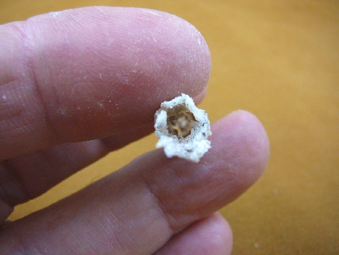 (r365-84) 1-7/8″ Fulgurite lightning strike beach sand glass Georgia fulgurites