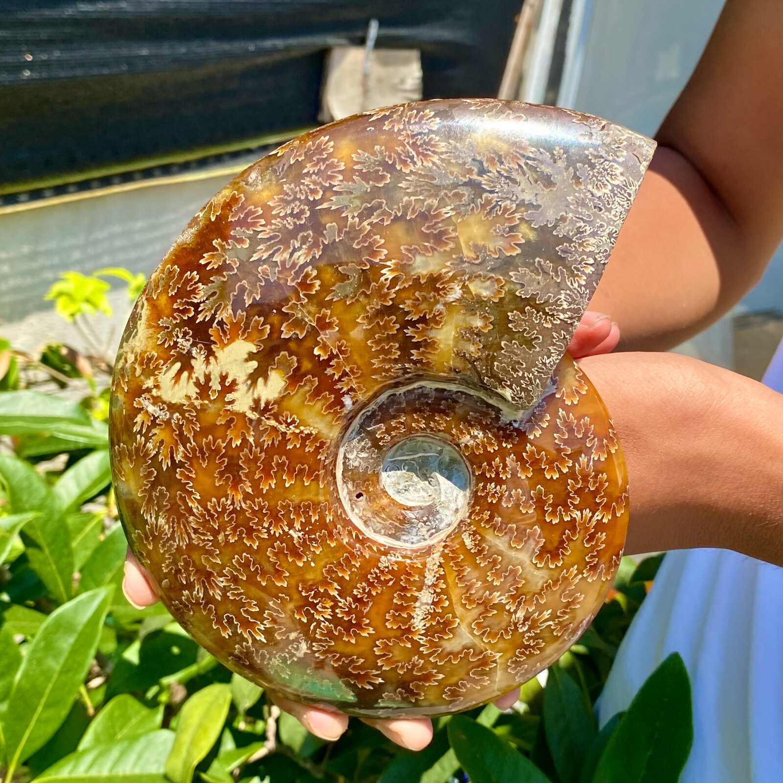 2.51LB Precious ammonite fossil shell specimen opaque yoga meditation energy