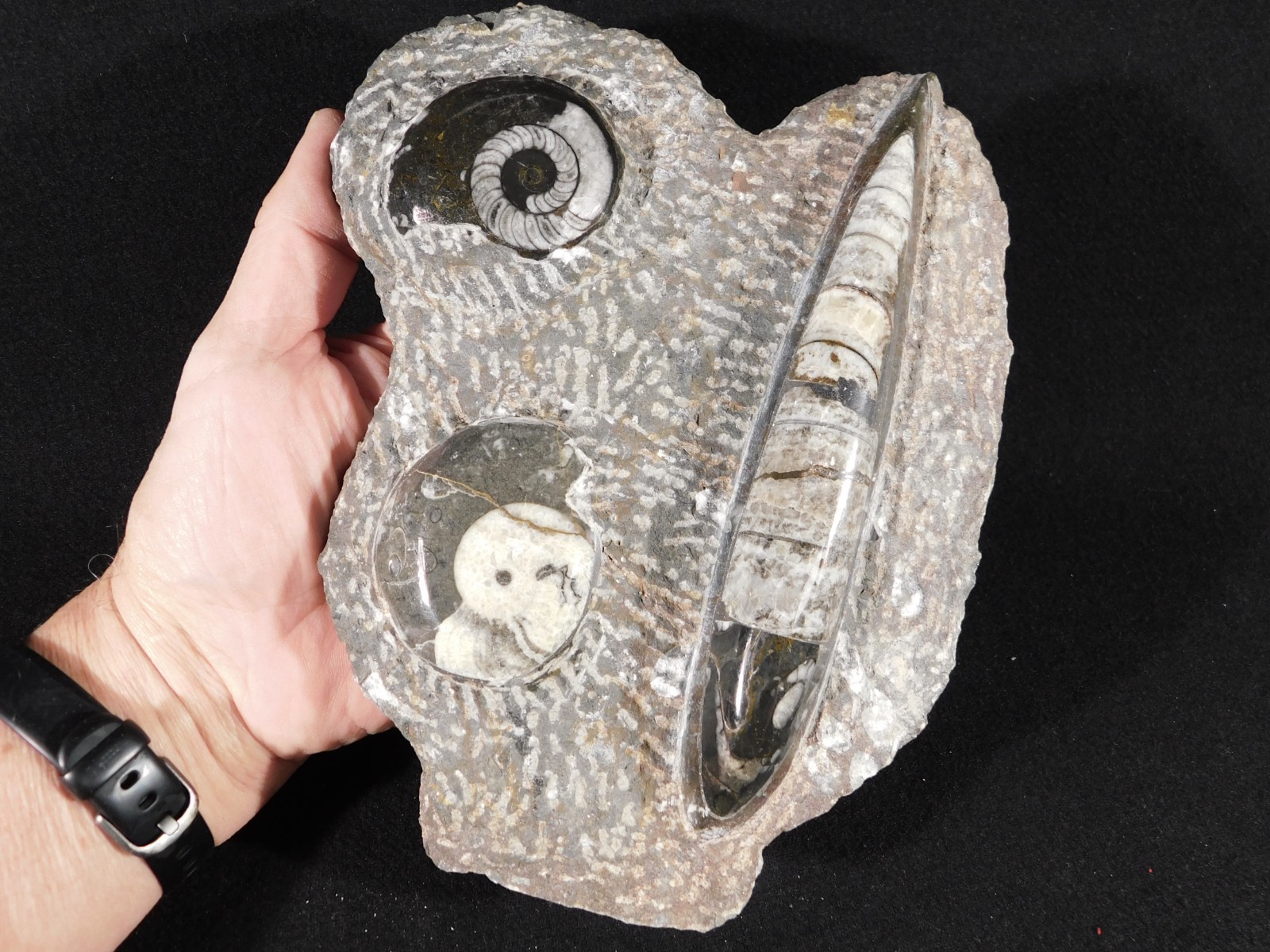 TWO! FREE Standing Polished Goniatite Fossils and an Orthoceras Morocco 1838gr