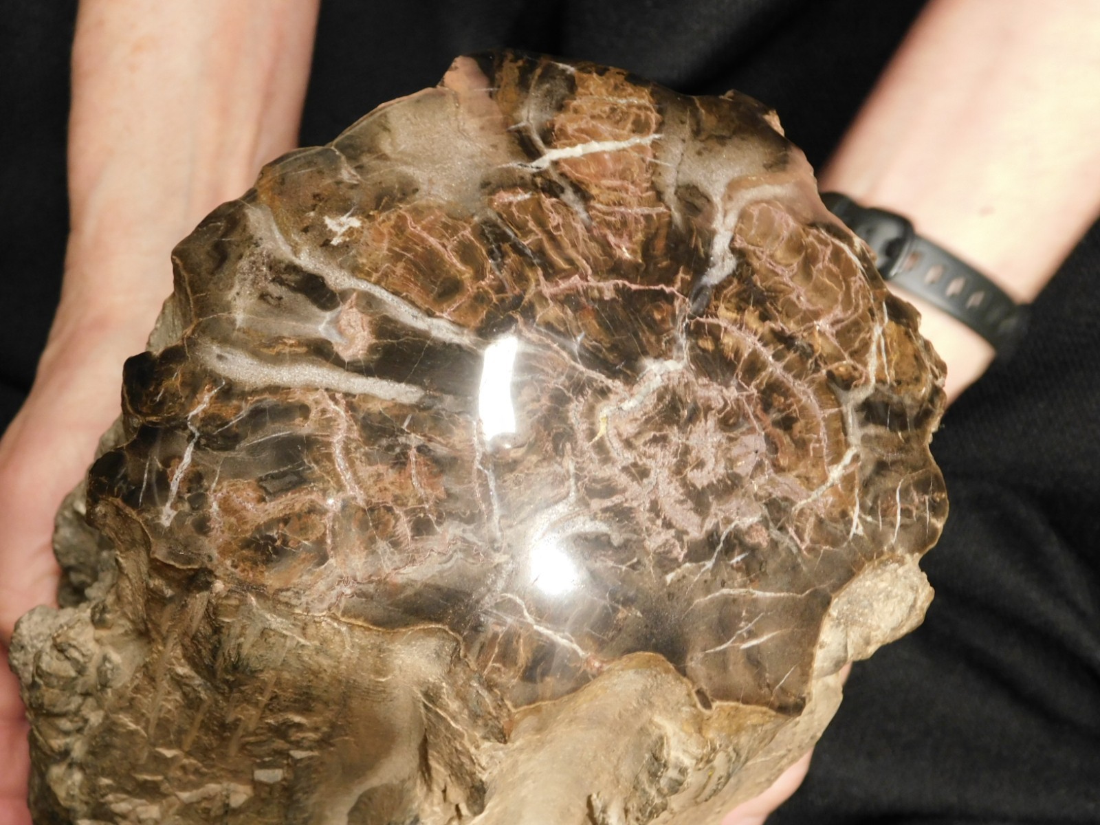 wOw! HUGE Dome Polished Petrified WOOD ROLLER Fossil Free Standing Arizona