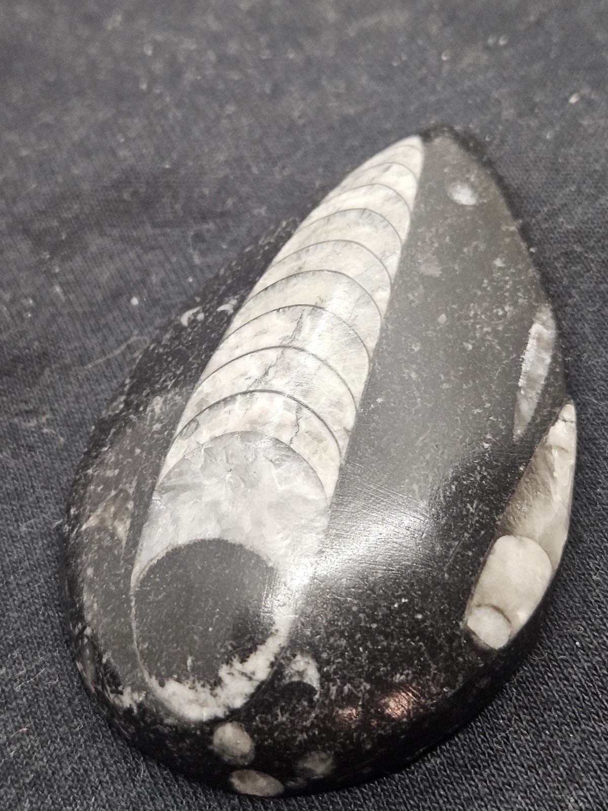 Polished Orthoceras Fossil Palm Stone – Morocco – Devonian Era Cephalopod