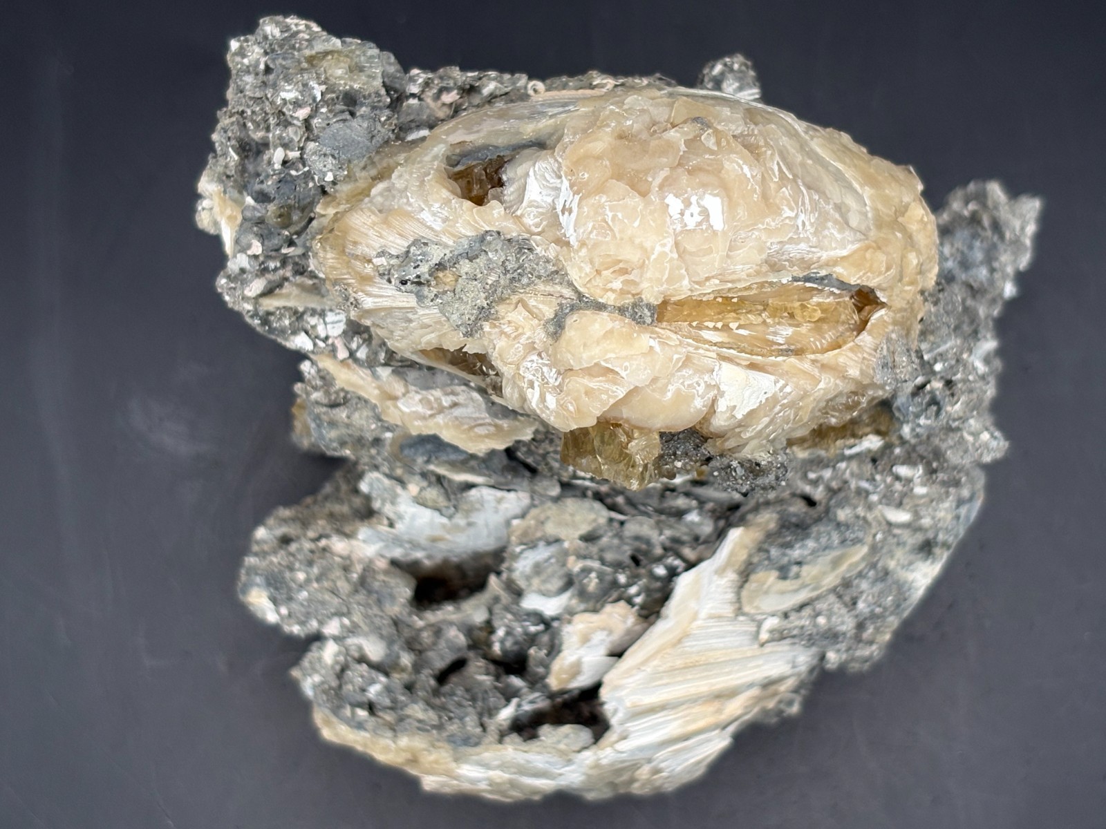 Premium Calcite Clam Fossil Cluster 8″ in Matrix – Cut Display Base – OTS