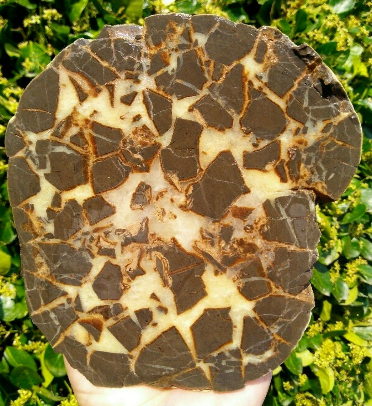 FACE CUT SEPTARIAN NODULE YELLOW CALCITE BRECCIA WHITE CRYSTAL UTAH 3LBS 9.1OZ!