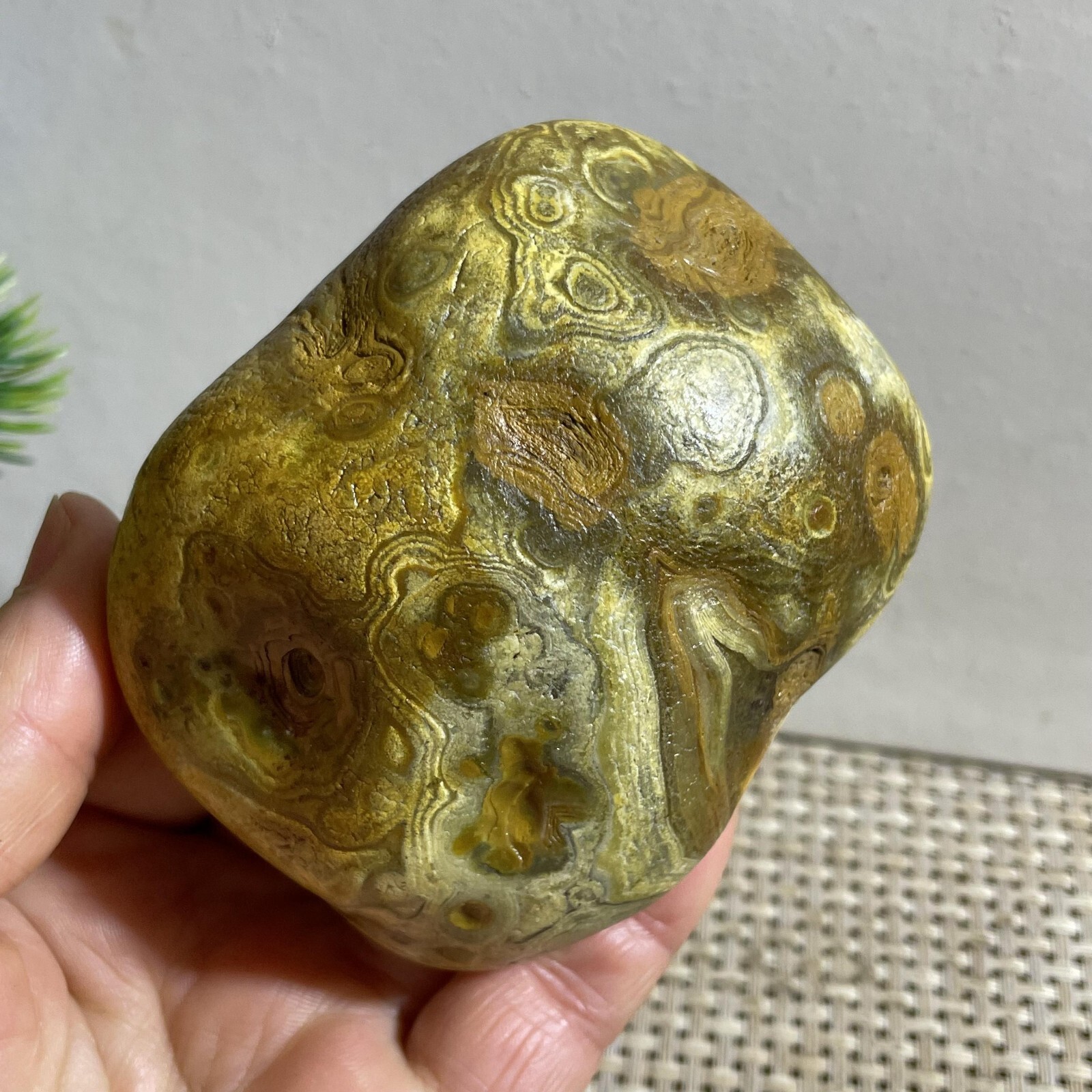 352g Bonsai Suiseki- Gobi Agate Eyes Stone-Rare Stunning Viewing