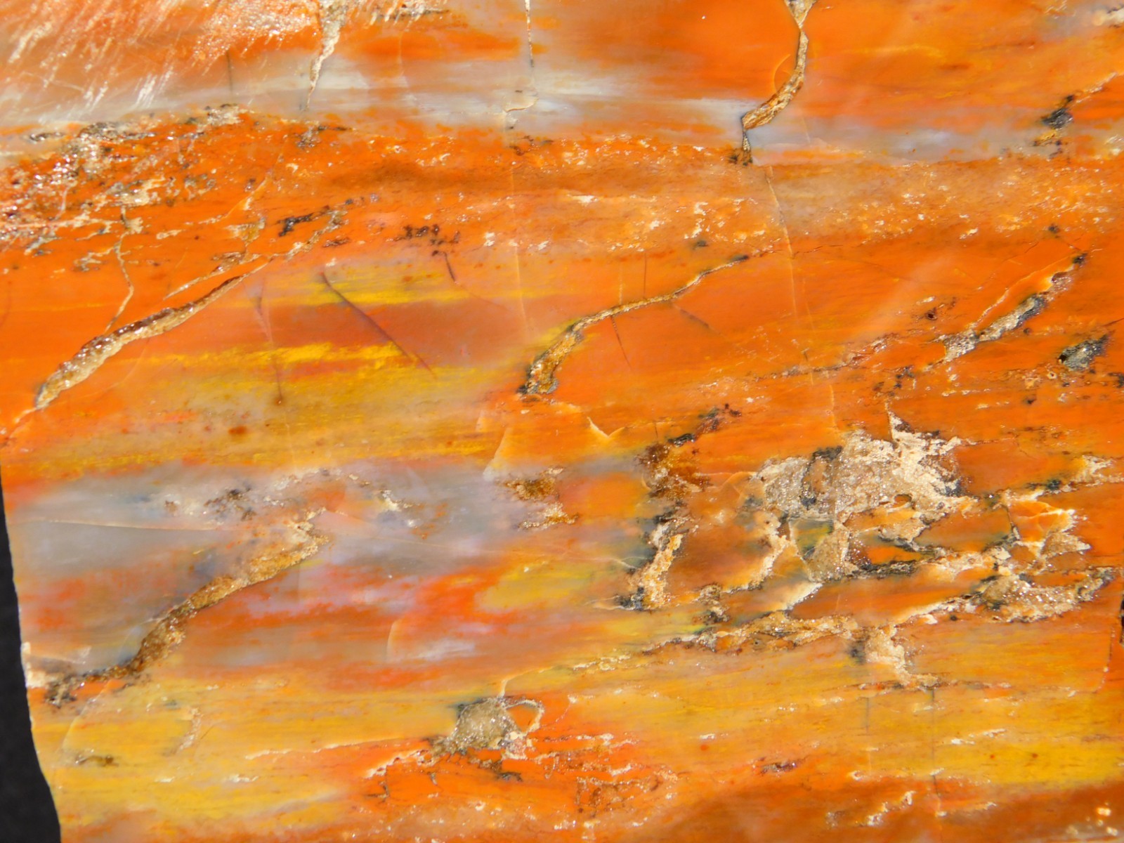Colorful Polished Petrified WOOD RAINBOW Fossil Slab Arizona 752gr